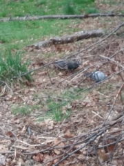 Columba livia