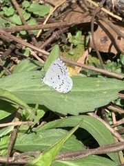 Celastrina ladon