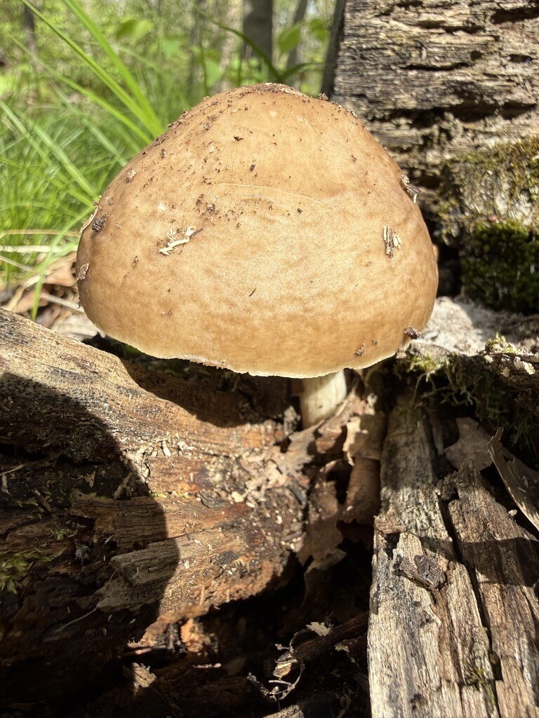Pluteus cervinus · April 2026 · photo: © fluffberger (iNaturalist, cc-by-nc)