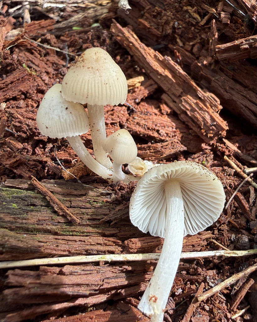 Mycena inclinata · April 2026 · photo: © fluffberger (iNaturalist, cc-by-nc)