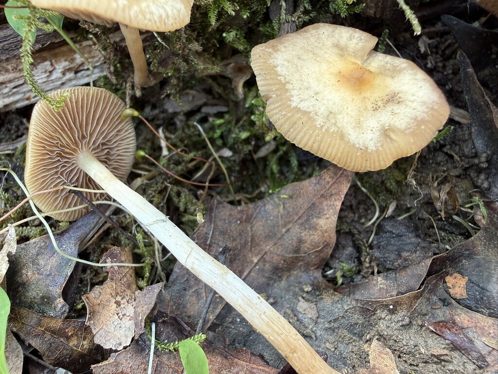 Psilocybe ovoideocystidiata · April 2026 · photo: © fluffberger (iNaturalist, cc-by-nc)