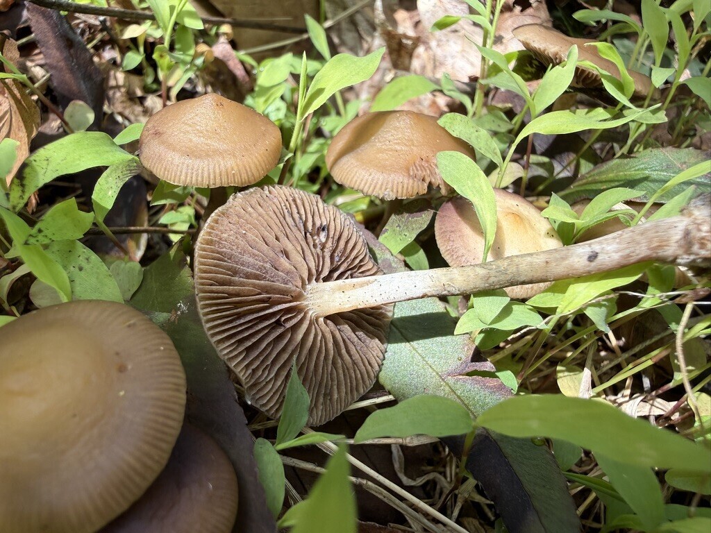 Psilocybe ovoideocystidiata · April 2026 · photo: © fluffberger (iNaturalist, cc-by-nc)