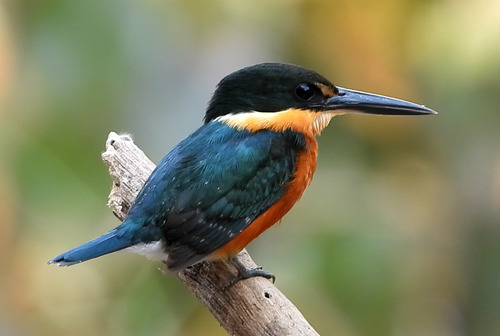 American Pygmy Kingfisher