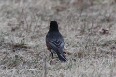 Turdus migratorius nigrideus