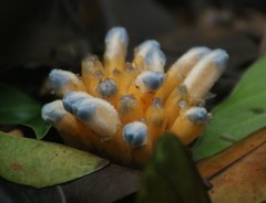 Christisonia calcarata