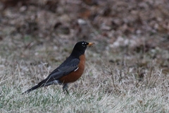 Turdus migratorius nigrideus