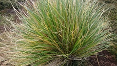 Poa flabellata
