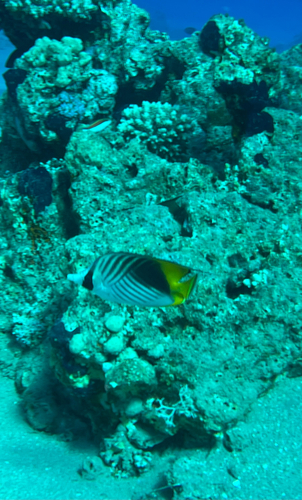 Chaetodon auriga