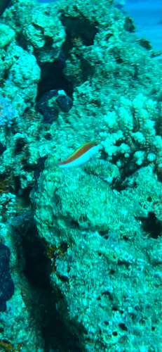 Paracirrhites forsteri
