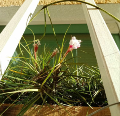 Tillandsia aeranthos rosea