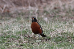 Turdus migratorius nigrideus