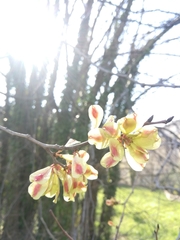 Ulmus minor