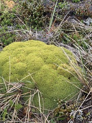Bolax gummifera