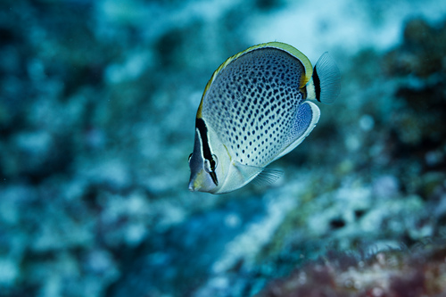 Chaetodon guttatissimus