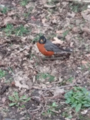 Turdus migratorius