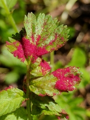 Synchytrium papillatum