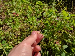 Synchytrium papillatum