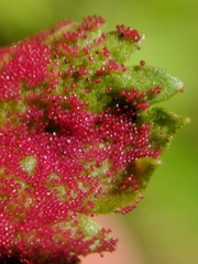 Synchytrium papillatum