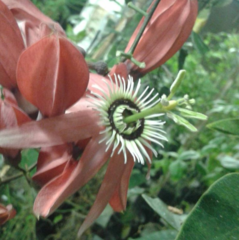 Passiflora princeps