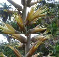 Encholirium spectabile