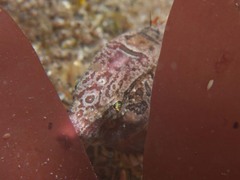 Rhamphocottus richardsonii