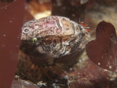 Rhamphocottus richardsonii