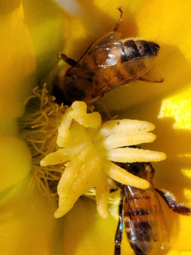 Western Honey Bee