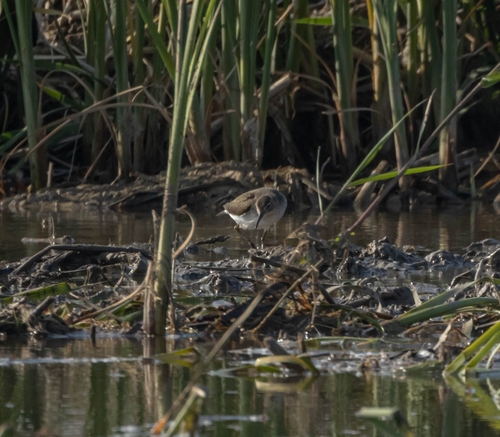 Common Sandpiper