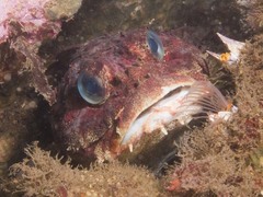 Hemilepidotus hemilepidotus