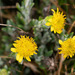 Falklands Woolly-Daisy - Photo (c) whale_nerd, some rights reserved (CC BY-NC), uploaded by whale_nerd