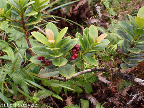 Syzygium sandwicense observed 2026-04-02