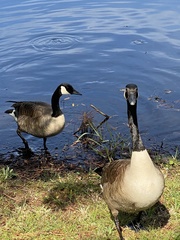 Branta canadensis image