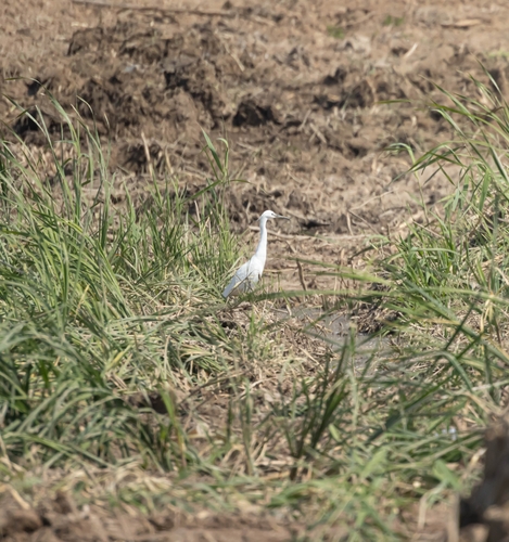 Little Egret