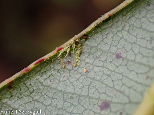 Colura tenuicornis observed 2026-04-02