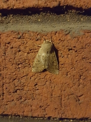 Orthosia hibisci