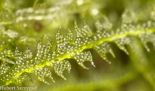 Fuscocephaloziopsis connivens observed 2026-04-02