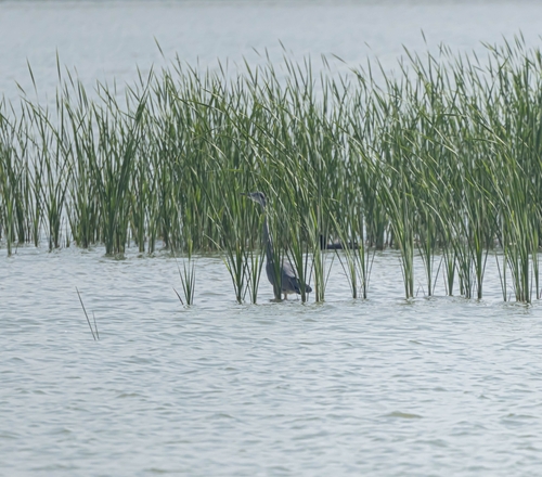 Grey Heron