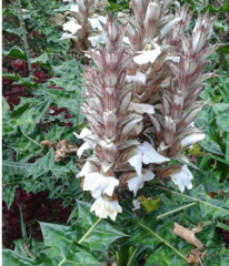 Acanthus montanus