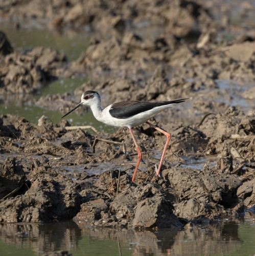 Black-winged Stilt