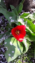 Tulipa