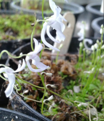 Utricularia sandersonii