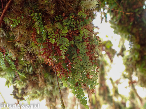 Adenophorus hymenophylloides observed 2026-04-02