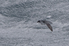 Pelecanoides georgicus