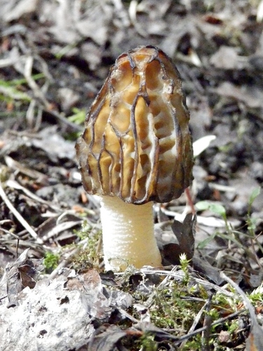 Semifree Morel
