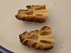 Morchella semilibera