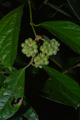Mollinedia schottiana