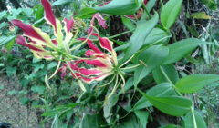 Gloriosa
