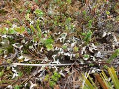 Peltigera leucophlebia