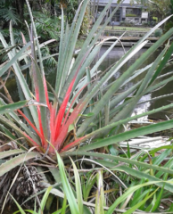 Bromelia balansae