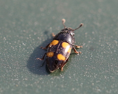 Glischrochilus grandis